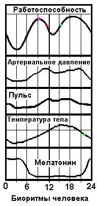 Циркадианные биоритмы человека - графики периодов работоспособности, пульса (ЧСС), температуры тела, арт.давления, по часам, их время в течение суток