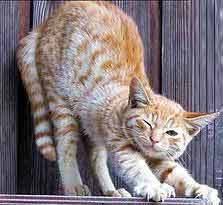 Рыжий кот Матроскин проснулся и потягивается после дневного сна - йога в мире животных