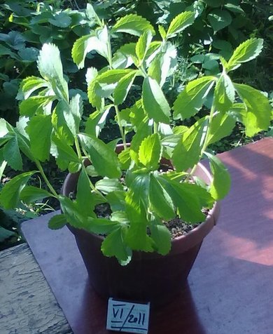 Стевия (Медовая трава, двулистник сладкий, Stevia rebaudiana / Bertoni) – лекарственное растение. Фото 2011 года