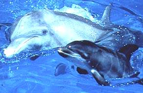 Дельфины – фото и запись звуков (wav), ссылки на сайты о дельфинах. Colour photography – dolphin.jpg