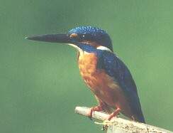 Зимородок (Alcedo atthis L.) – запись пения птицы, и цветные фотографии Kingfishers (англ.) jpg