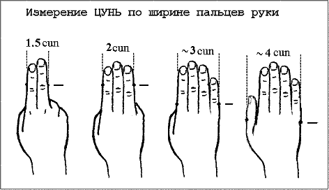 Измерение ЦУНЬ по ширине пальцев руки – для нахождения биологически активных точек (БАТ) на теле человека