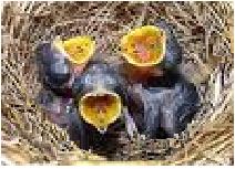 Как выкормить птенца, выпавшего из птичьего гнезда – способы кормления, рецепты кормов
